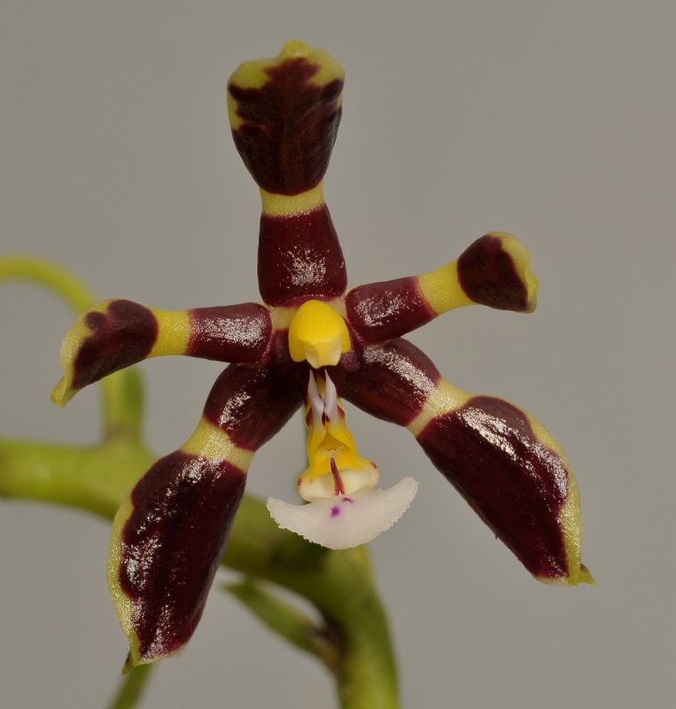 Phalaenopsis mannii. Close-up.