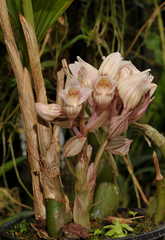 Acanthephippium striatum