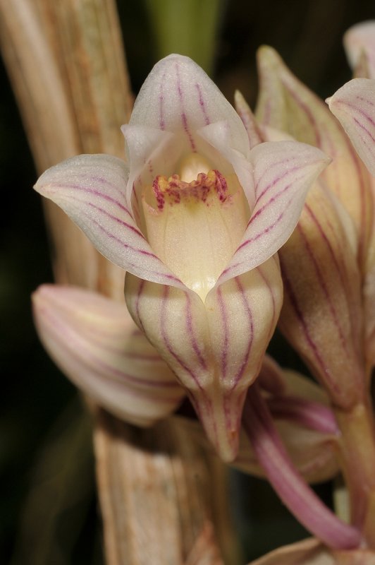 Acanthephippium striatum. Close-up.