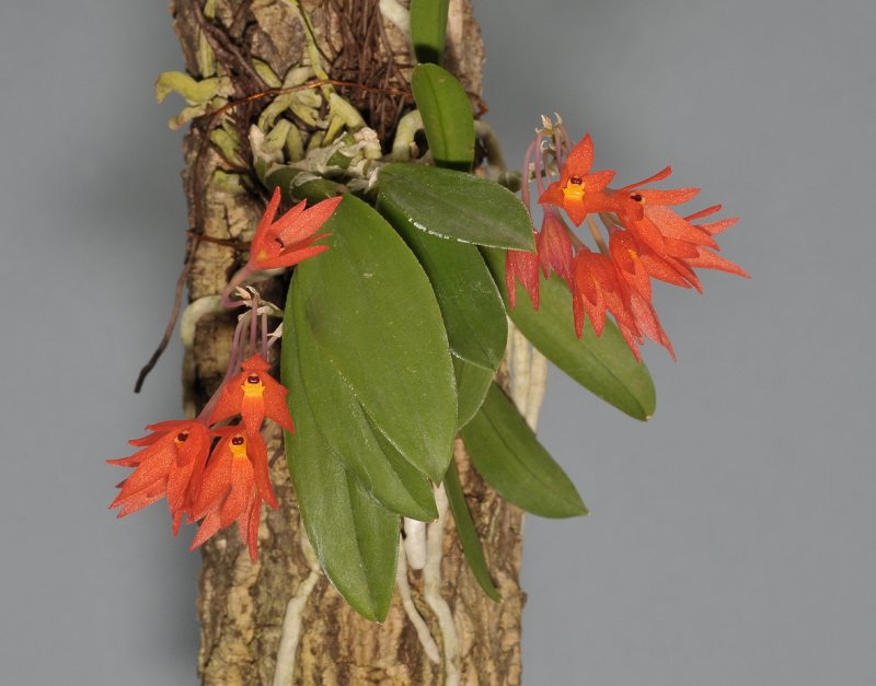 Alamania punicea