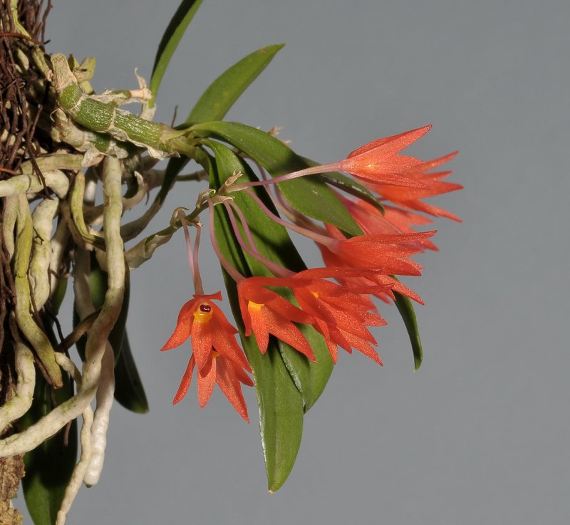Alamania punicea