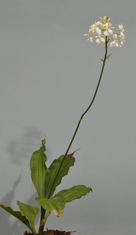 Calanthe coodei