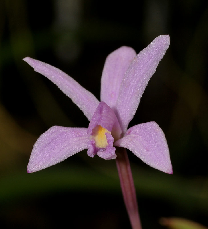 Cattleya liliputana. Close-up.