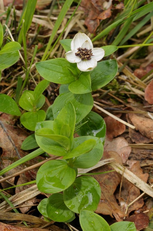 Cornus sueica