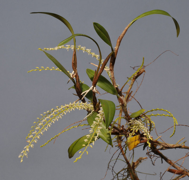 Dendrochilum crassum 20031189.jpg