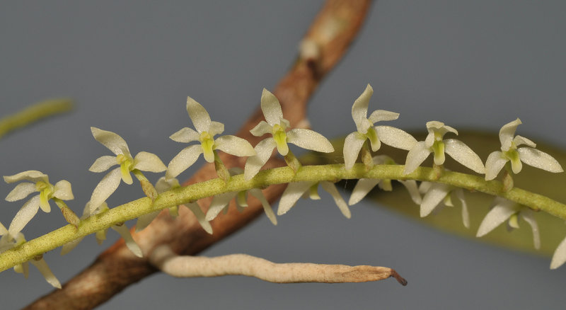 Dendrochilum crassum. Closer. 20031189.jpg