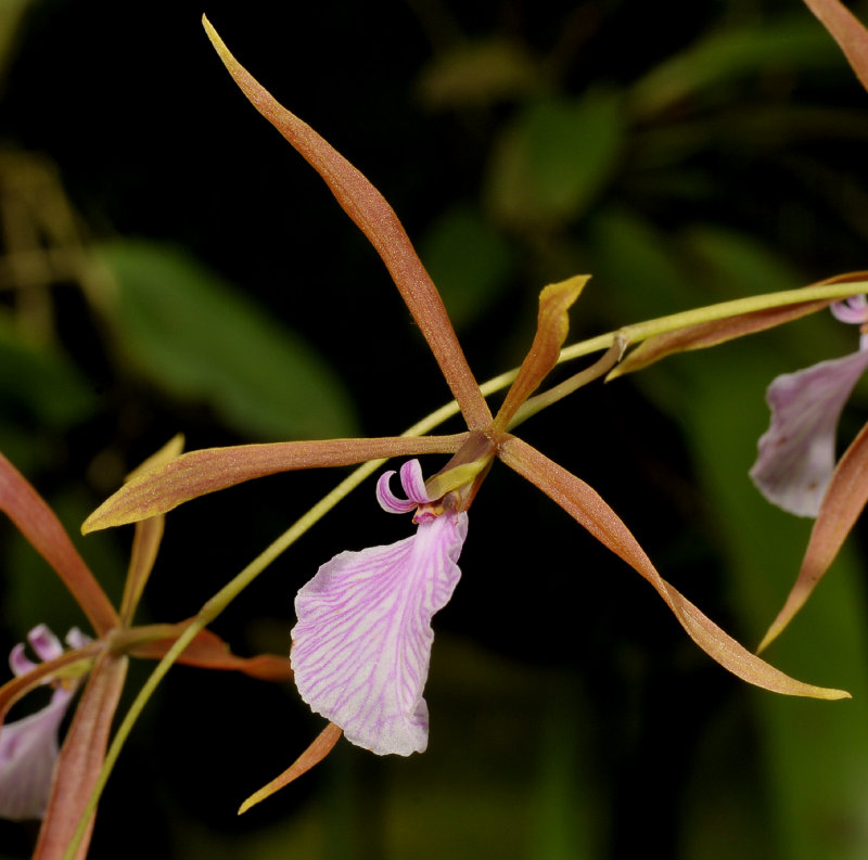 Encyclia bractescens. Close-up side.