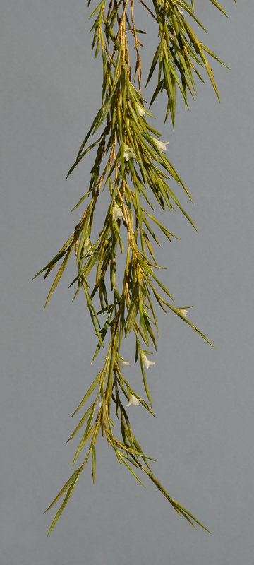 Glomera pungens