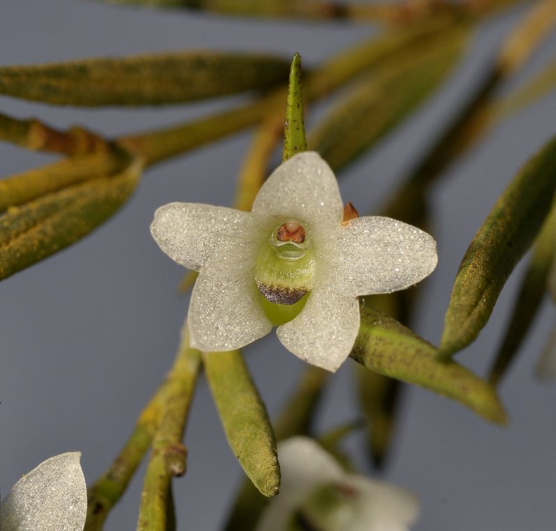 Glomera pungens. Close-up.