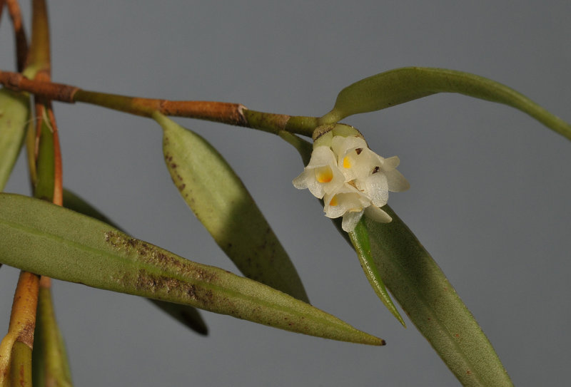 Glomera sp. Closer.