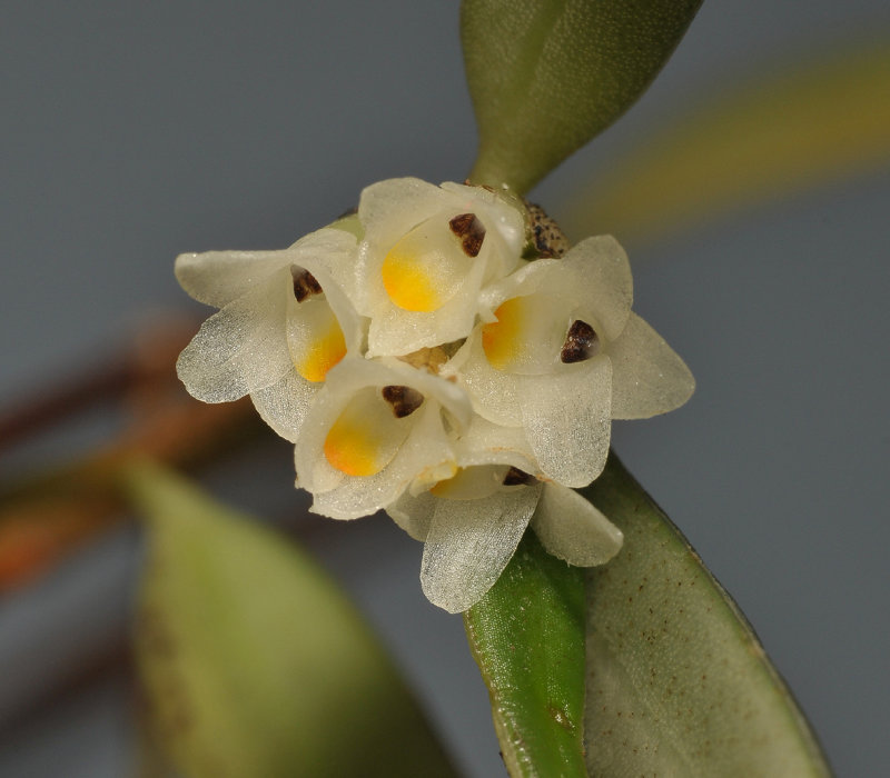 Glomera sp. Close-up.