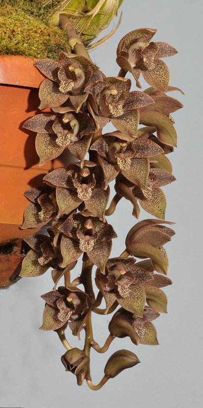 Grammatophyllum stapeliiflorum. Closer.