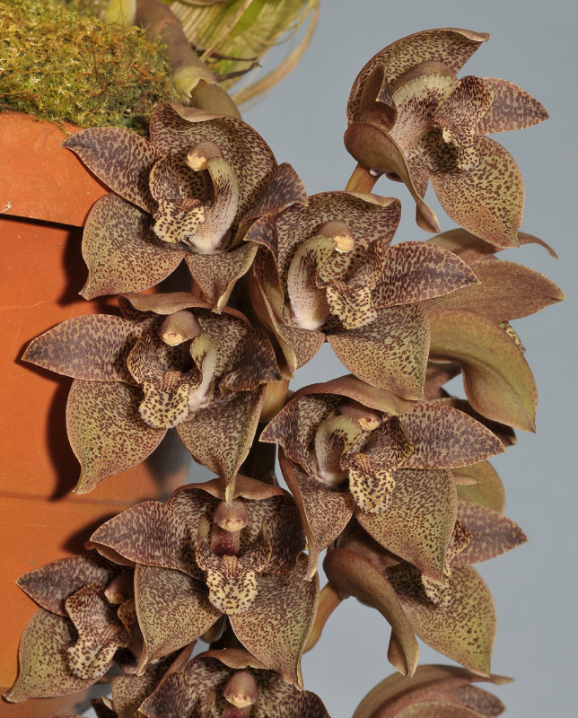 Grammatophyllum stapeliiflorum. Closer.