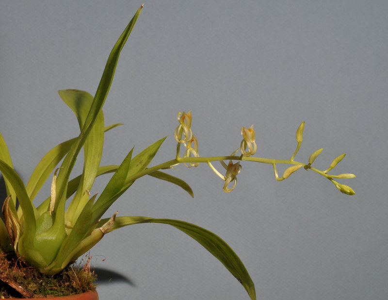 Liparis nugentiae