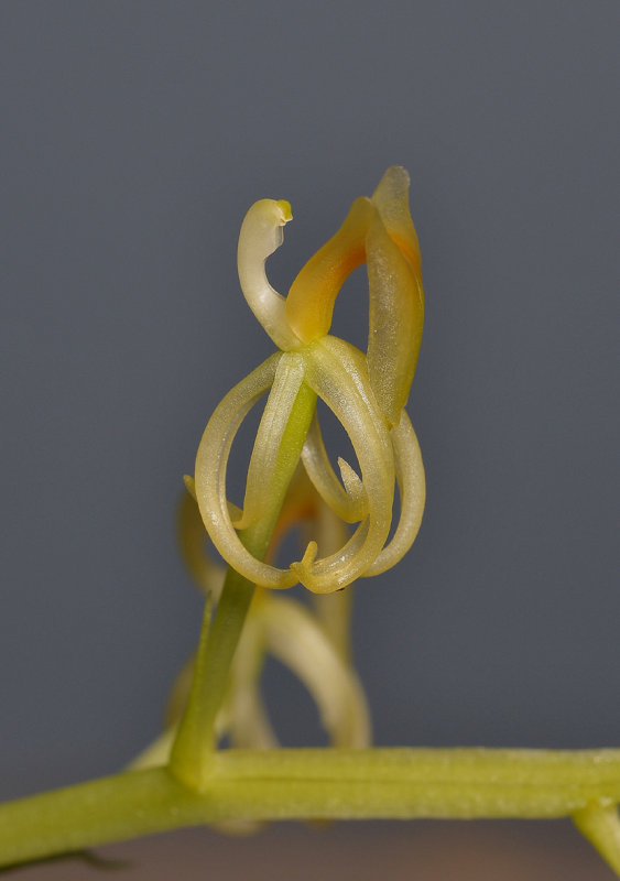 Liparis nugentae. Close-up side.
