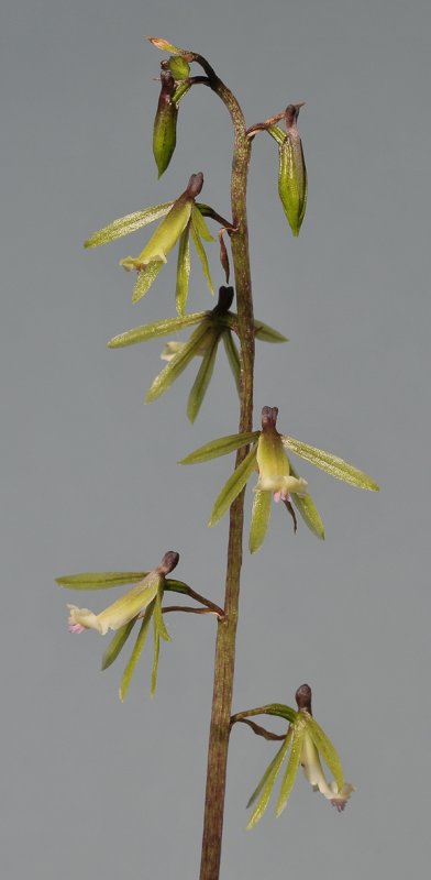 Nephelaphyllum tenuiflorum. Closer.