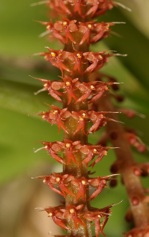Oberonia rufilabris. Close-up.