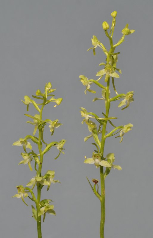 Platanthera chlorantha. Closer.