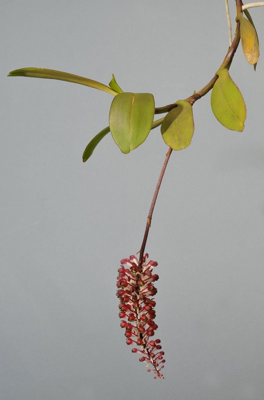 Robiquetia  mooreana