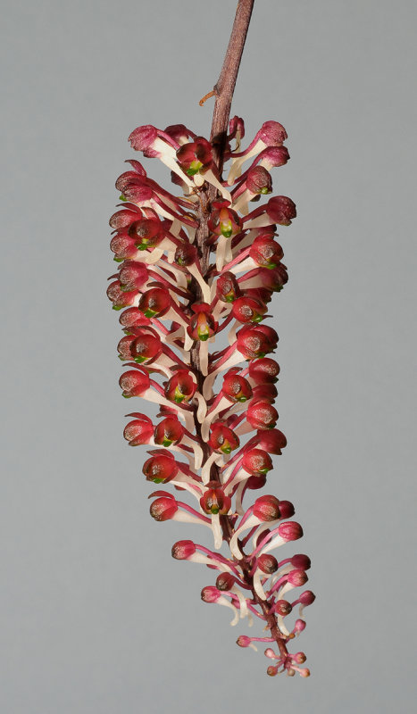 Robiquetia  mooreana. Closer.