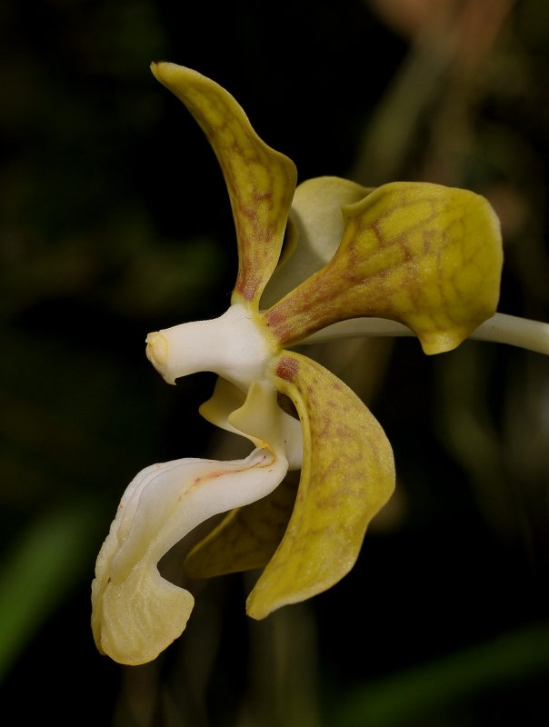 Vanda motesiana. Close-up side.