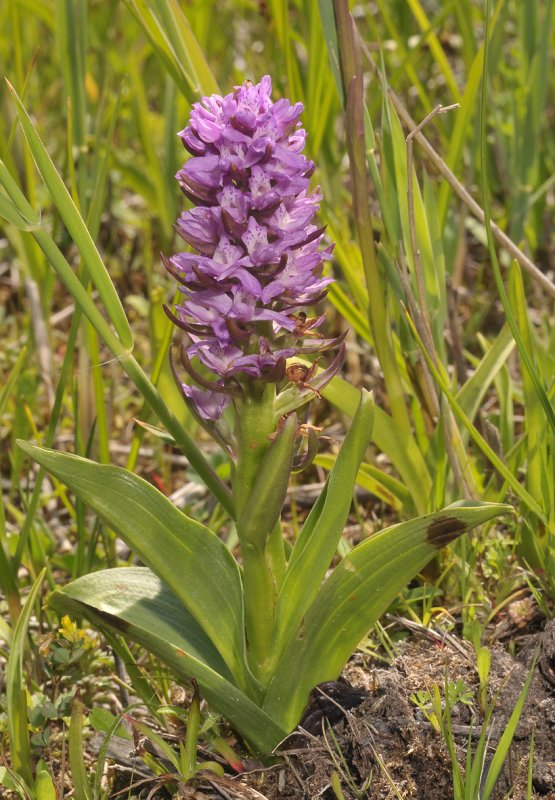 Dactylorhiza majalis subsp. praetermissa mutant