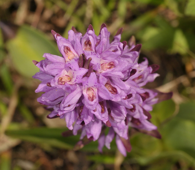 Dactylorhiza majalis subsp. praetermissa mutant. Closer from above.