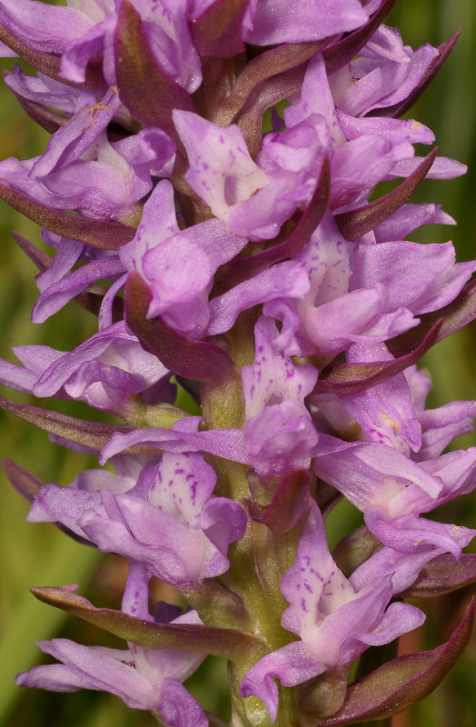 Dactylorhiza majalis subsp. praetermissa mutant. Close-up.