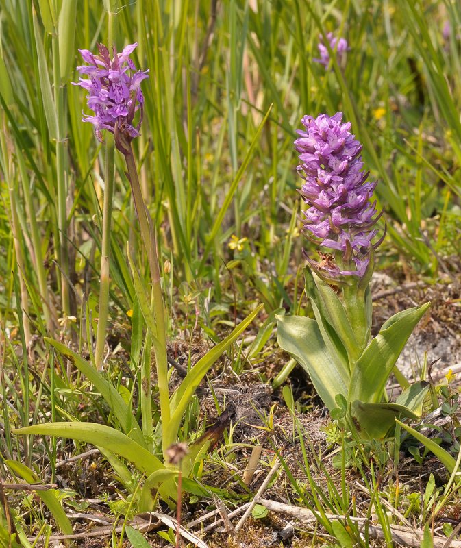 Dactylorhiza majalis subsp. praetermissa normal and mutant.
