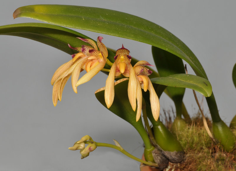 Bulbophyllum bicolor