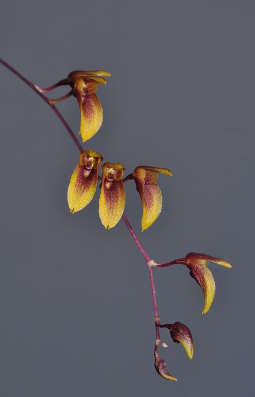 Bulbophyllum hengstumianum. Closer.