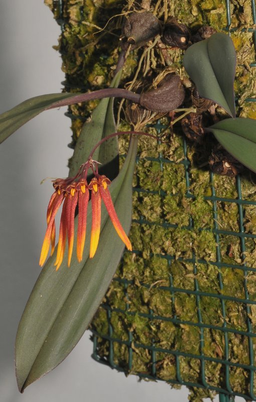 Bulbophyllum sp.