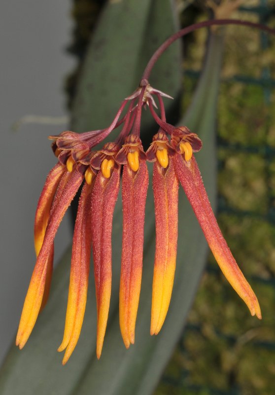 Bulbophyllum sp. Closer.