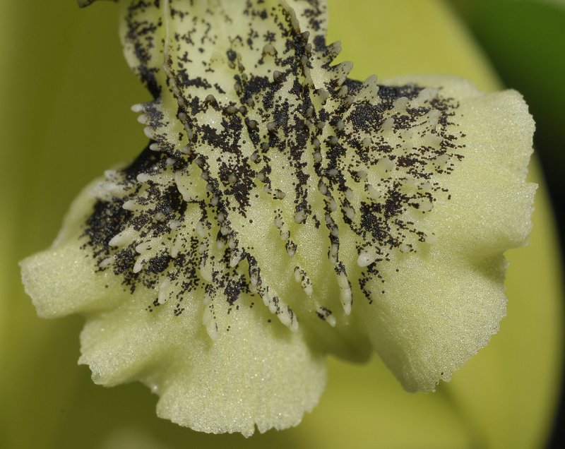 Coelogyne parishii. Close-up lip.