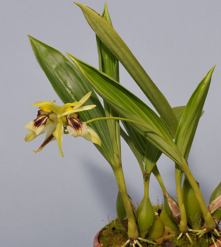 Coelogyne fragrans