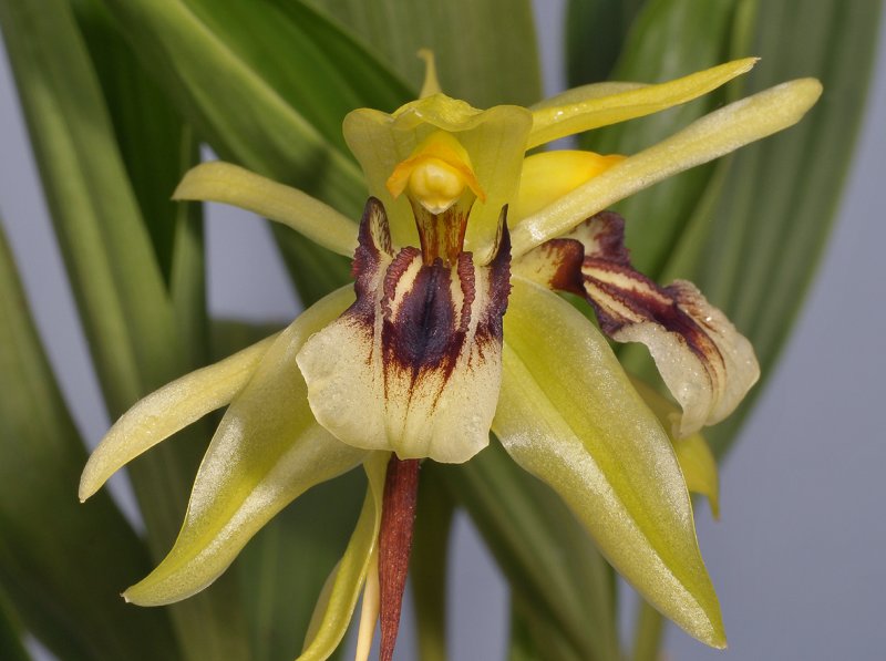 Coelogyne fragrans. Close-up.