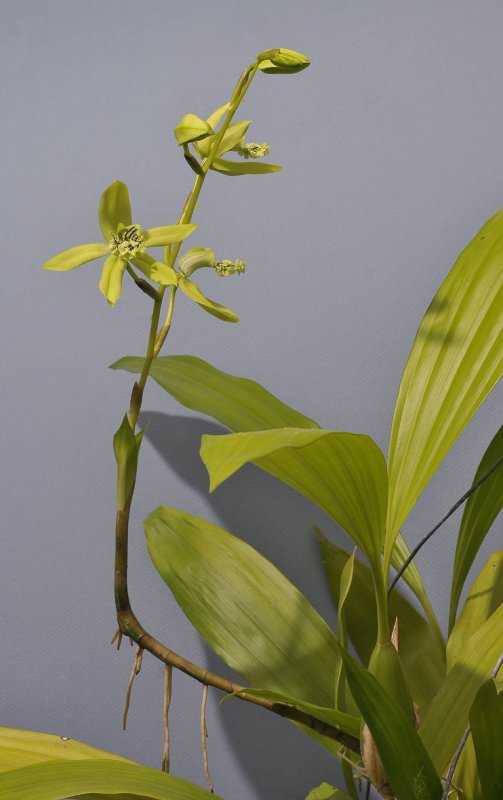 Coelogyne mayeriana