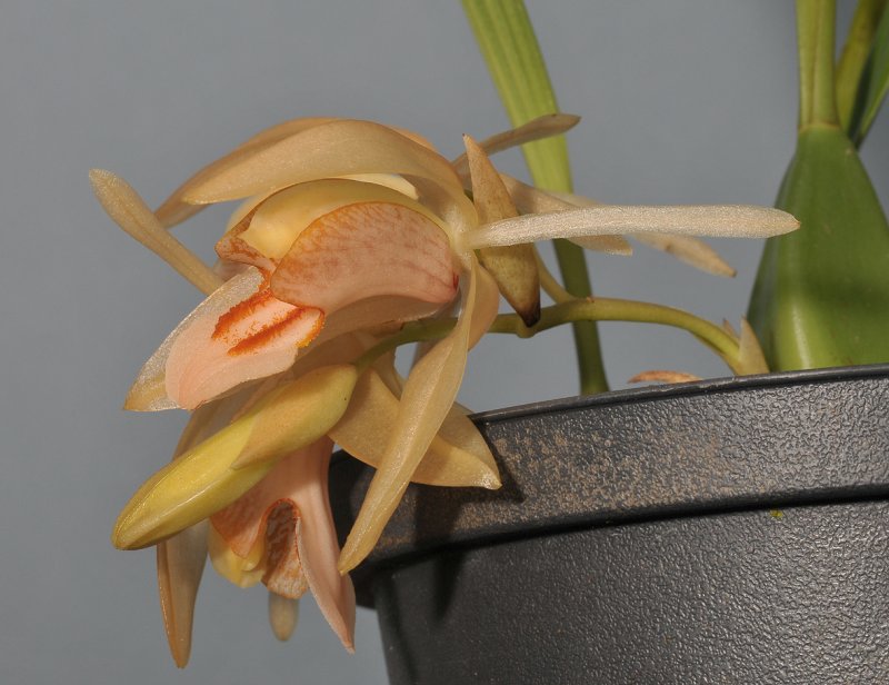 Coelogyne salmonicolor. Close-up side.