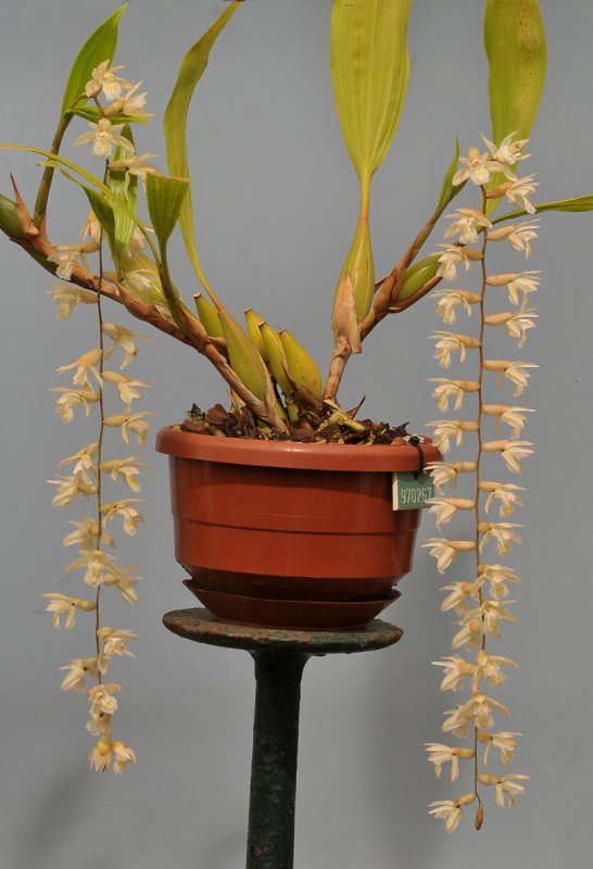 Coelogyne venusta