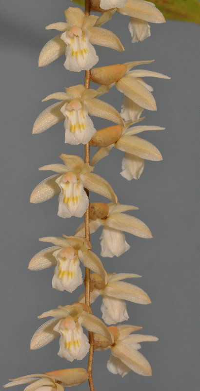 Coelogyne venusta. Closer.