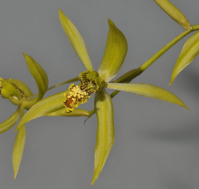 Coelogyne verrucosa. Close-up.