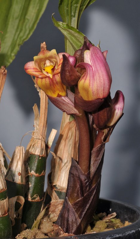 Acanthephippium splendidum. Closer.