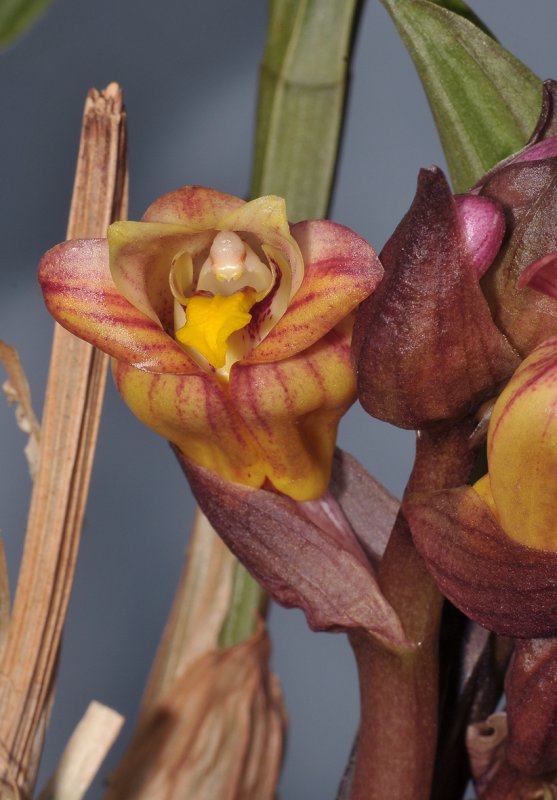Acanthephippium splendidum. Close-up.