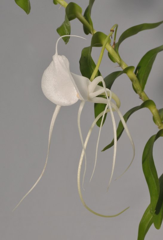 Angraecum germinyanum. Close-up.