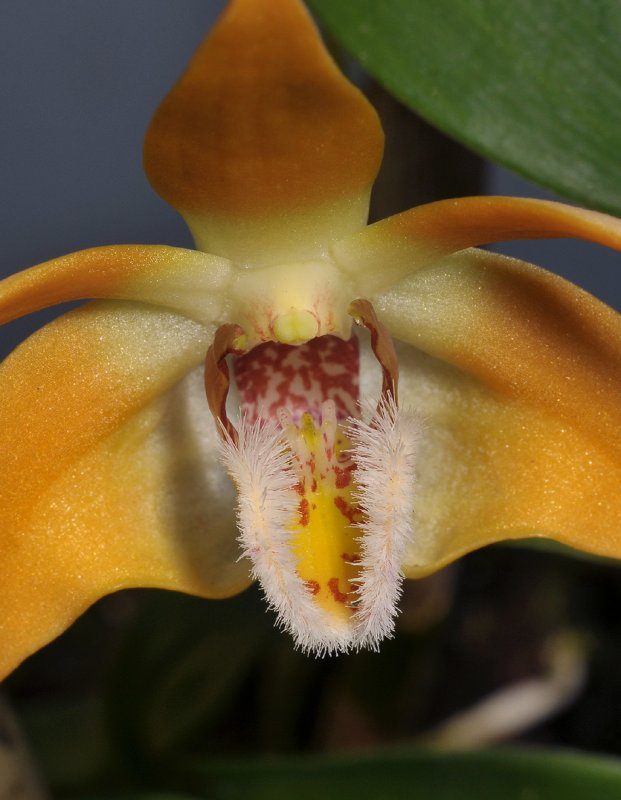 Dendrobium fleckeri. Close-up lip.