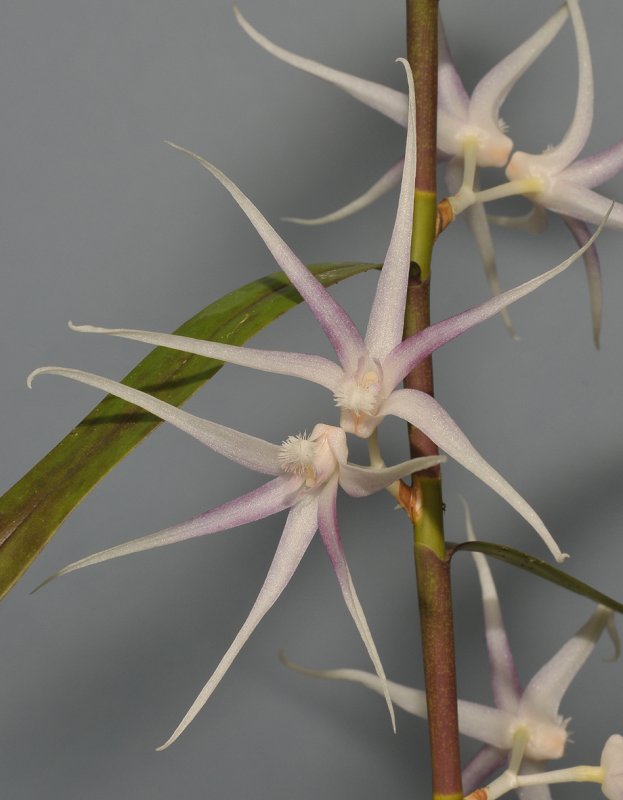 Dendrobium goodallianum. Closer.