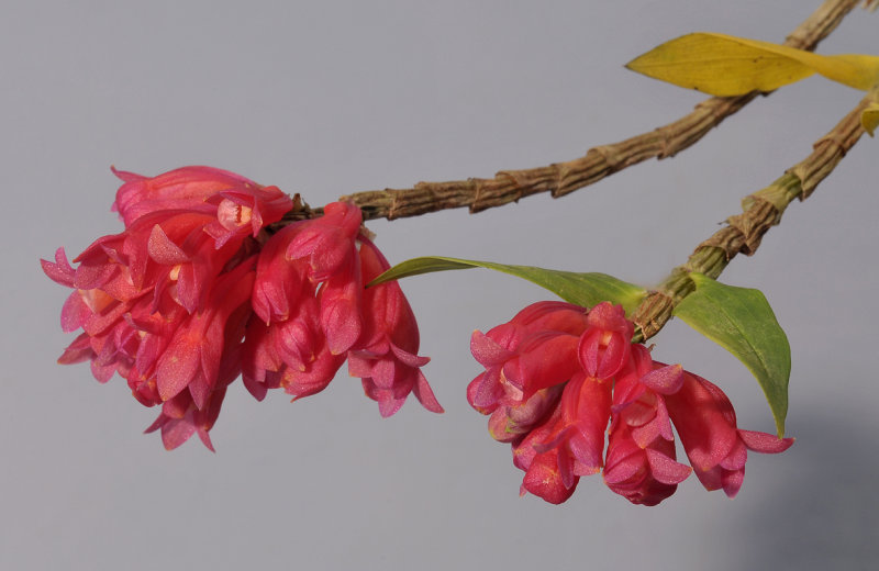 Dendrobium lawesii