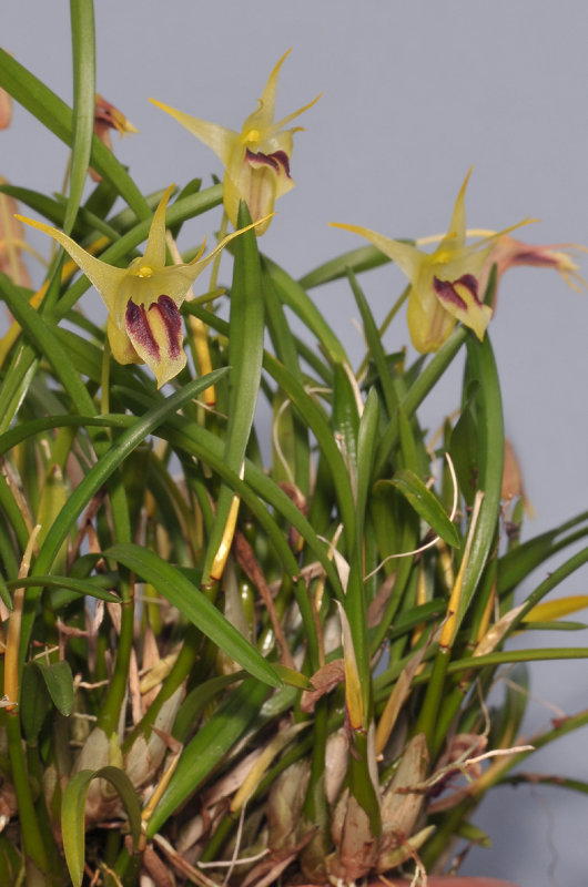 Dendrobium obyrnei