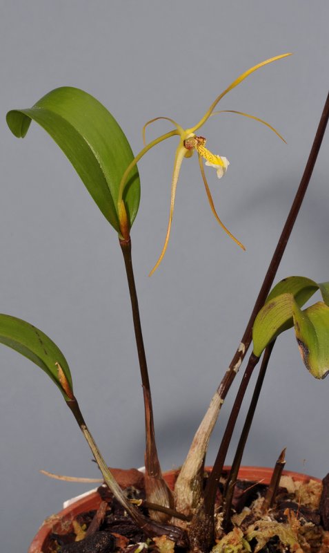 Dendrobium sp.