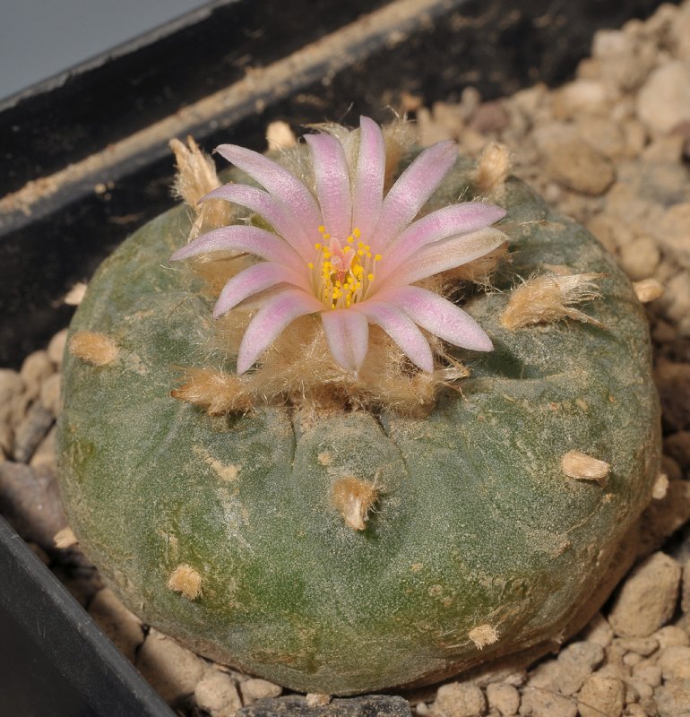 Lophophora fricii